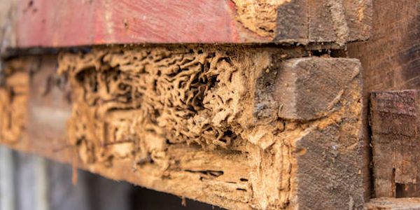 Termite Inspections 