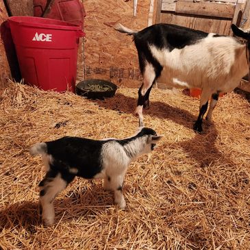 Willow and her wether kid.