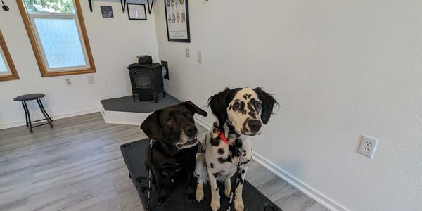 two dogs on Klimb at the Jenn's Dogs Training Studio