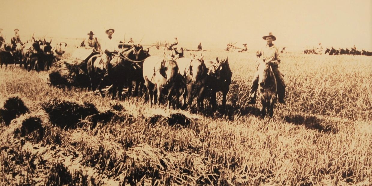 https://img1.wsimg.com/isteam/ip/b2120df3-1177-4ade-9ece-c1cc15945b22/Rice_Rodenbeck%20Rice%20Farming%20Photo_Donated%20by%20M.JPG/:/cr=t:15.92%25,l:0%25,w:100%25,h:68.17%25/rs=w:1240,h:620,cg:true