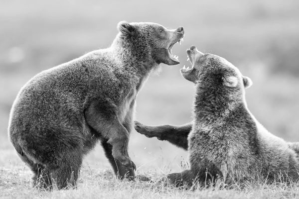 Juvenile bears play fight on the tundra during the summer of 2025 in Katmai National Park