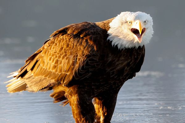 Bald eagle bathed in late afternoon light in Alaska also known as the last frontier