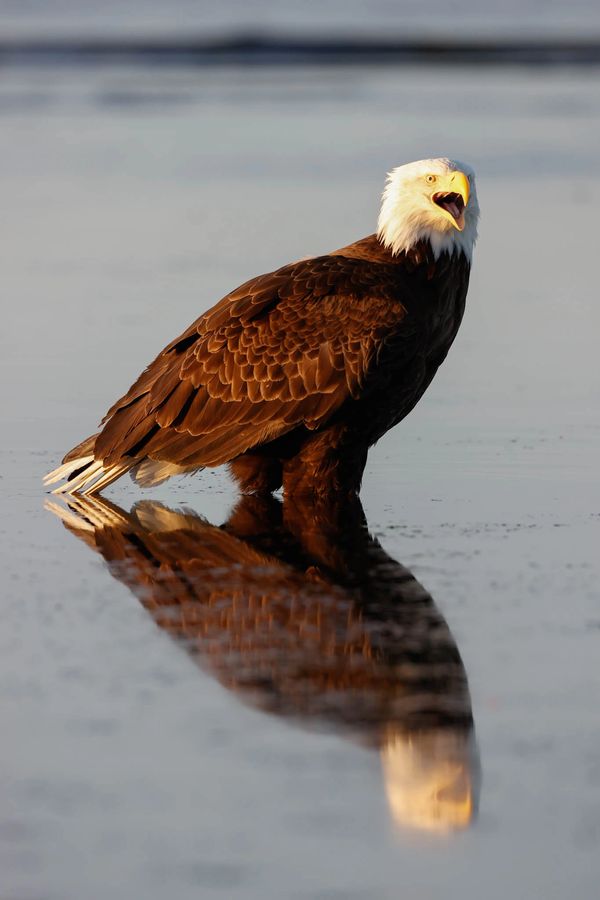 Bald eagle in the late evening light at Hallo Bay at low tide in Alaska known as the last frontier