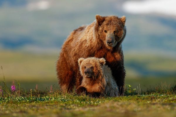 Bear sow with yearling cub on the tundra at last frontier bear viewing camp in the summer of 2025