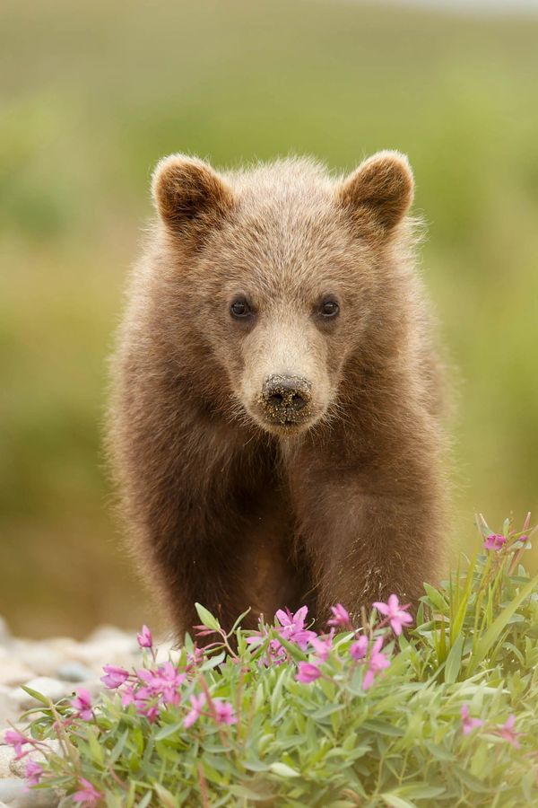 Cub of the year walks towards photographer during last frontier bear viewing camp, summer 2025