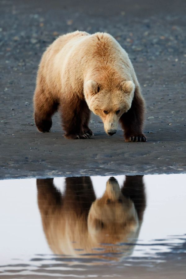 Reflection of a brown bear along the Kamtai coast photographed during bear camp 2025