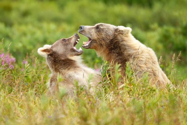 Bears play fighting amongst the tundra vegetation photographed at last frontier bear viewing camp 
