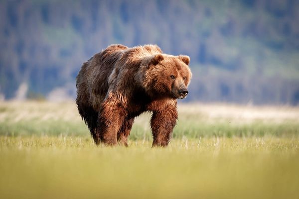 Big male bear (boar) out on the meadow at Hallo Bay searching for a mate in early June