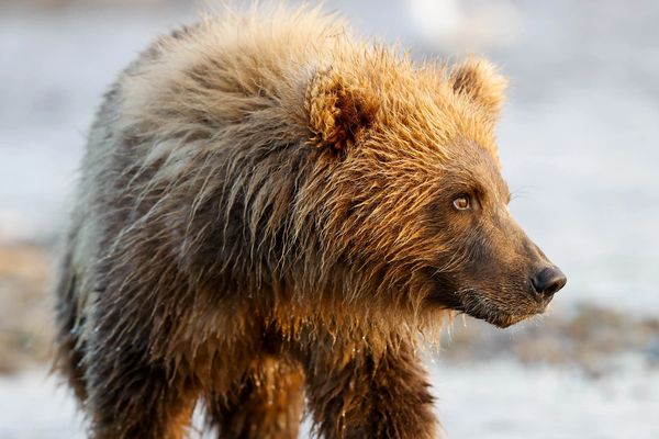 Brown bear cub portrait in the late evening late in Katmai National Park