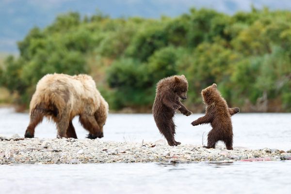 Cubs of the Year play fighting while the brown bear sow continues to fish for salmon in Katma