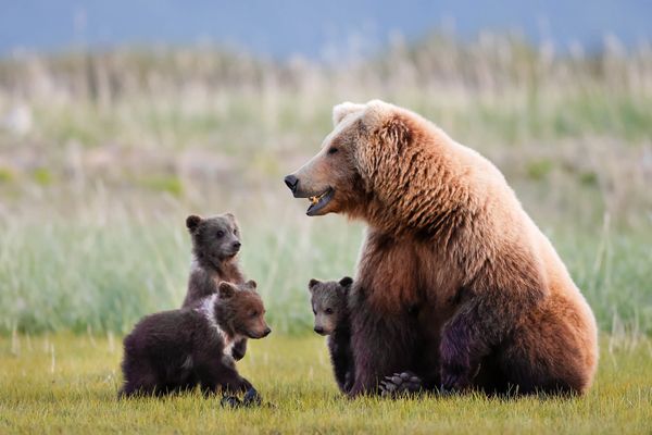 A brown bear sow with her 3 cubs in the last frontier Alaska in the late evening light