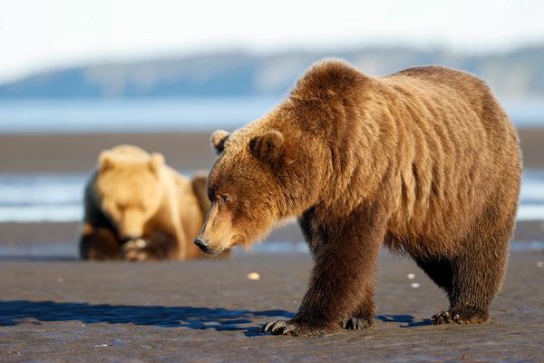 Viewing two bears out on the tidal flats at low tide in Katmai National Park, the last frontier