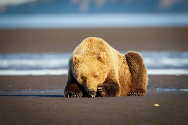 A brown bear digging for clams at low tide at bear camp in Katmai National Park Alaska