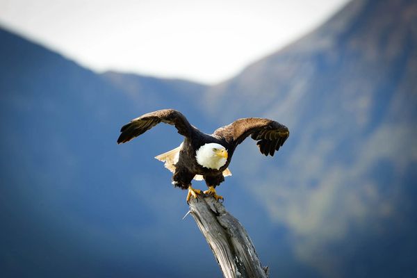 Out in the last frontier of Alaska a bald eagle takes flight 