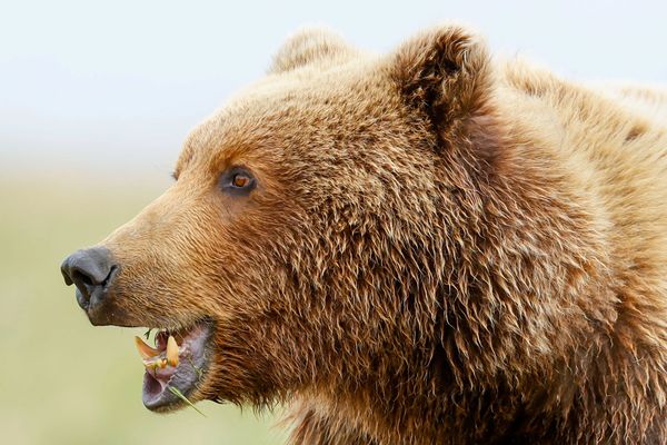 Brown bear Ursus arctos eating grass out on a meadow in Katmai National Park 