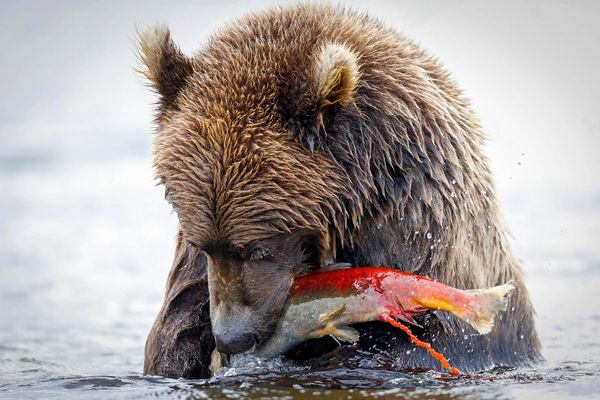 Salmon eggs or roe, spill under the pressure of the brown bears jaws. The eggs are high in protein