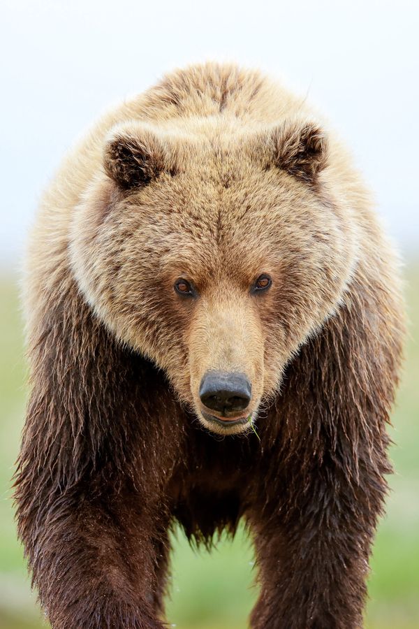 Brown bear in Katmai National Park Alaska walks toward photographer out on the meadow 