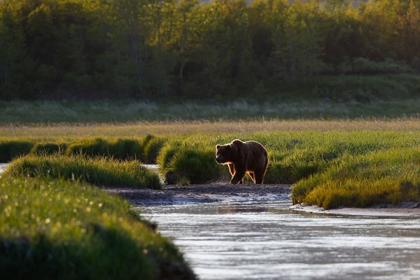 A brown bear walks along the river at bear camp in Katmai National Park in Alaska