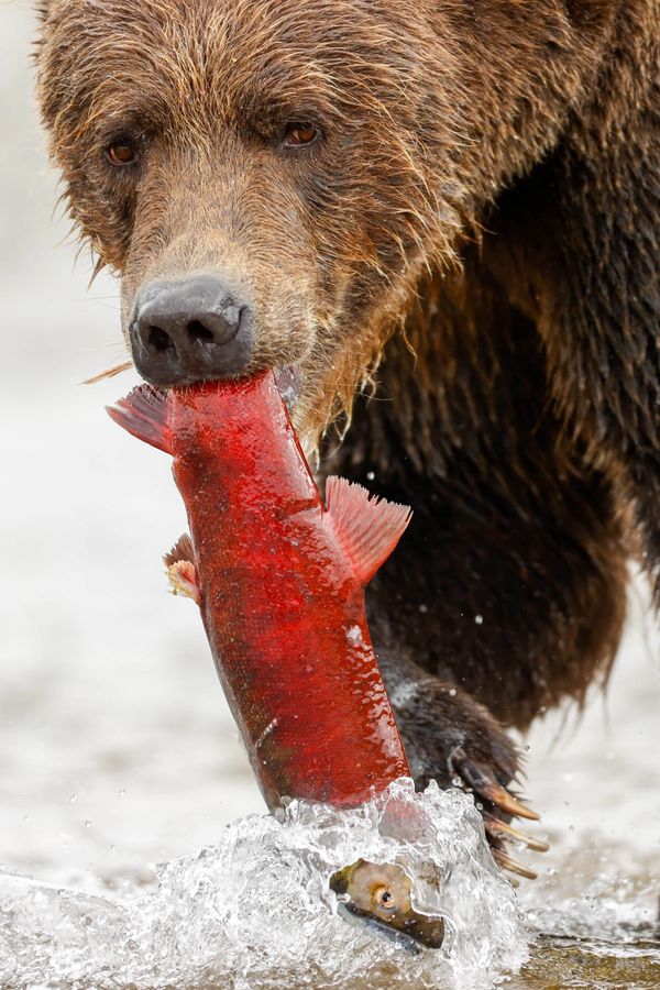 Male brown bear known as a boar, with a fresh catch of red salmon photographed at last frontier camp
