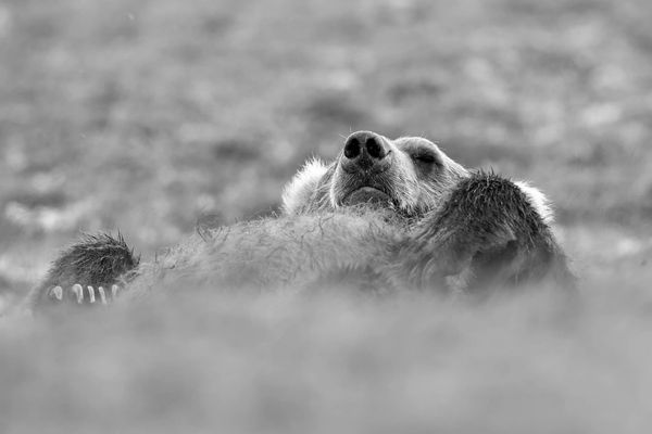 Napping brown bear out on the tundra at last frontier bear viewing camp in August of 2025 in Katmai