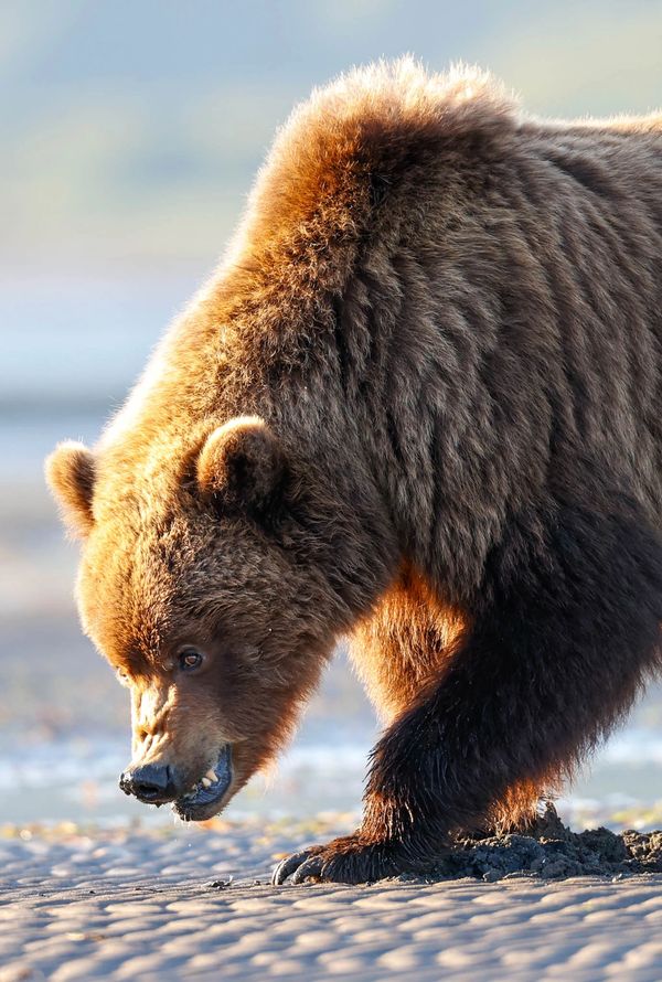 A brown bear along the Katmai coast digs for clams at low tide in Alaska, know as the last frontier