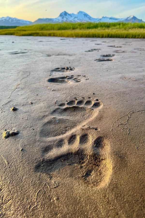 Brown bear (Ursus arctos) paw prints in the mud during low tide in Katmai National Park