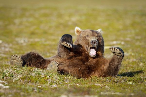 A sleepy brown bear awakes from a peaceful nap out on the tundra in Alaska during bear camp 