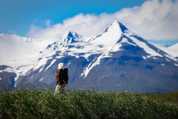 A bald eagle perched on a log with the Katmai mountain range in the background