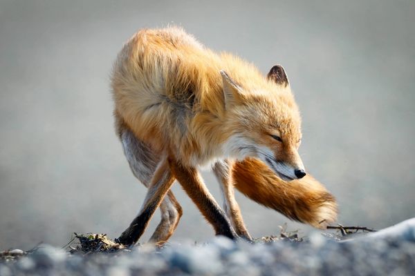A red fox along a windswept beach in Alaska's last frontier, Hallo Bay situated in the Katmai coast
