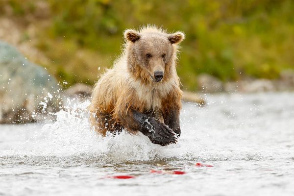 Brown bear chasing several red salmon on one of many rivers in Katmai National Park during summer