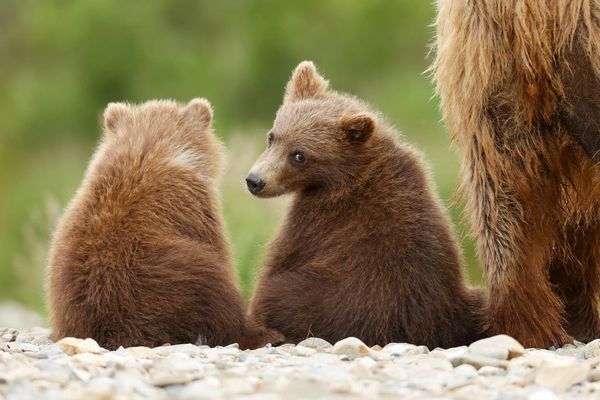 Cub of the year sticks close to its mother while keeping an eye on the photographer 