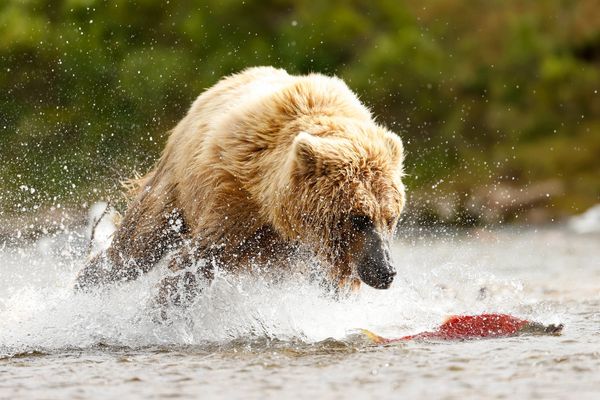 Young bear chasing a red salmon during summer at last frontier bear viewing camp August 2025