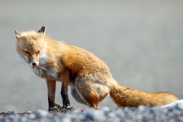 Red fox on the beach out on the Katmai coast licking it's lips on a windy day at Hallo Bay