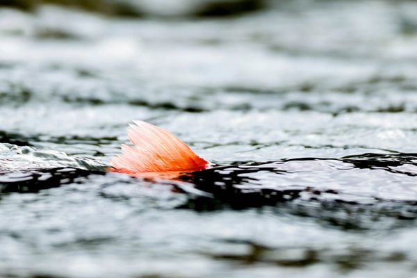 Red salmon swimming upriver Katmai National Park, photographed at last frontier bear viewing camp