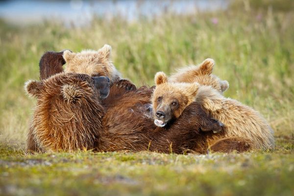 Brown bear sow with 3 yearling cubs nurses out on the tundra within Katmai National Park, Alaska