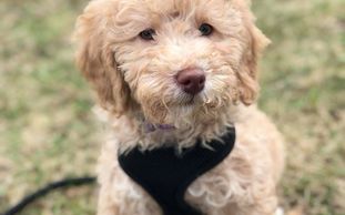 An Australian labradoodle wearing black collar and leash