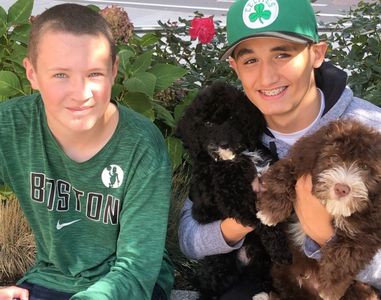 Two boys and two Australian labradoodles