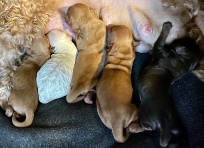 A dog breastfeeding five puppies 