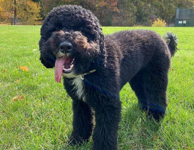 A black Australian labradoodle in a park