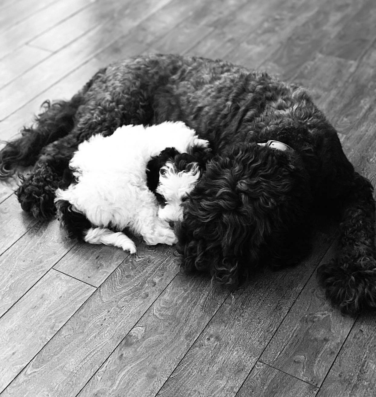 Two Australian Labradoodles Cuddled Up on the Floor