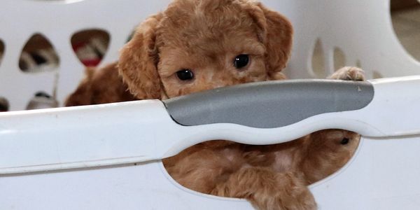 Australian labradoodle puppies in a basket