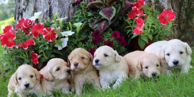 Five puppies gathered in front of a tree