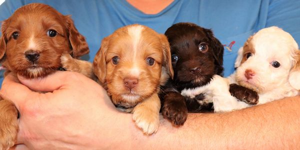 Maine Labradoodle Breeder Log Cabin Labradoodles