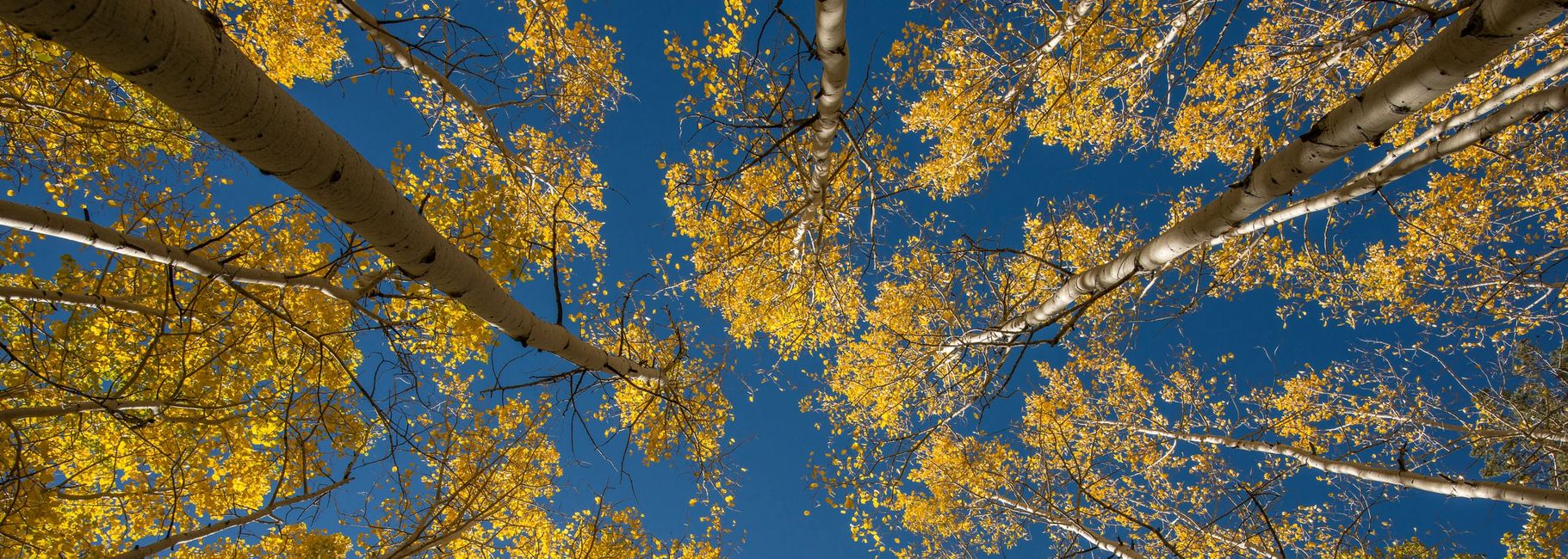 Exploring Flagstaff Trail Lovers Excursions The Best Hiking Tours