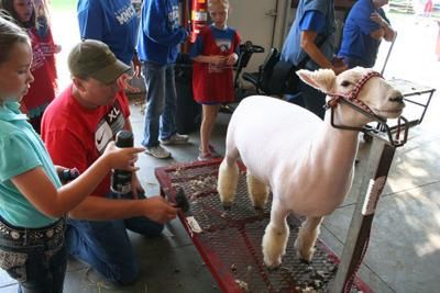 Livestock Fitting as a family