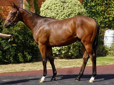 Kingman x Tiger Eye  is an athletic horse, He has Juddmonte blood through and through.