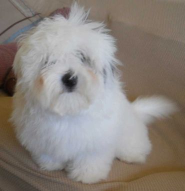 Fluffy white puppy sitting on a couch.