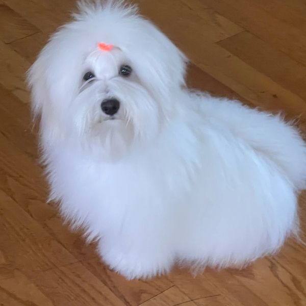Fluffy white dog with an orange bow on wooden floor.