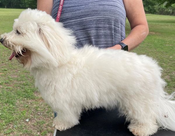Fluffy white dog standing outdoors.