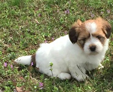 A small fluffy puppy sitting on grass with tiny purple flowers.